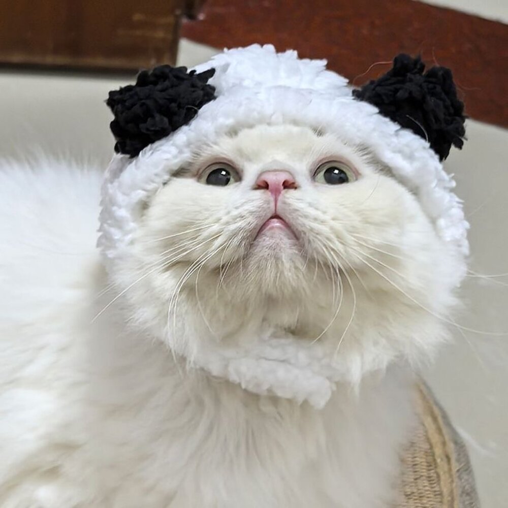Cute Bear Pet Hat for Fall & Winter, Adorable Pet Headwear - Picture 2 of 3